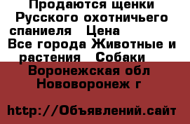 Продаются щенки Русского охотничьего спаниеля › Цена ­ 25 000 - Все города Животные и растения » Собаки   . Воронежская обл.,Нововоронеж г.